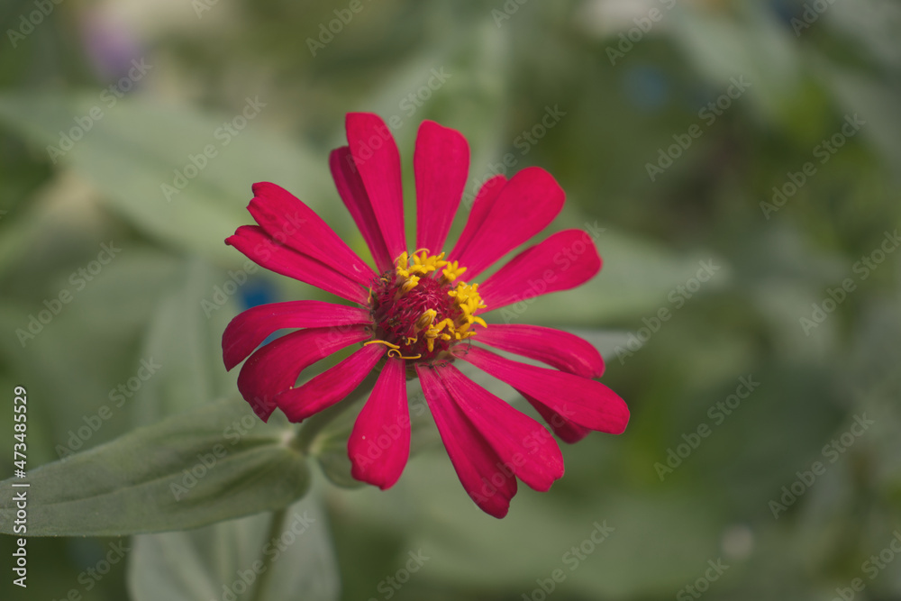 Obraz premium zinnia flower in the garden