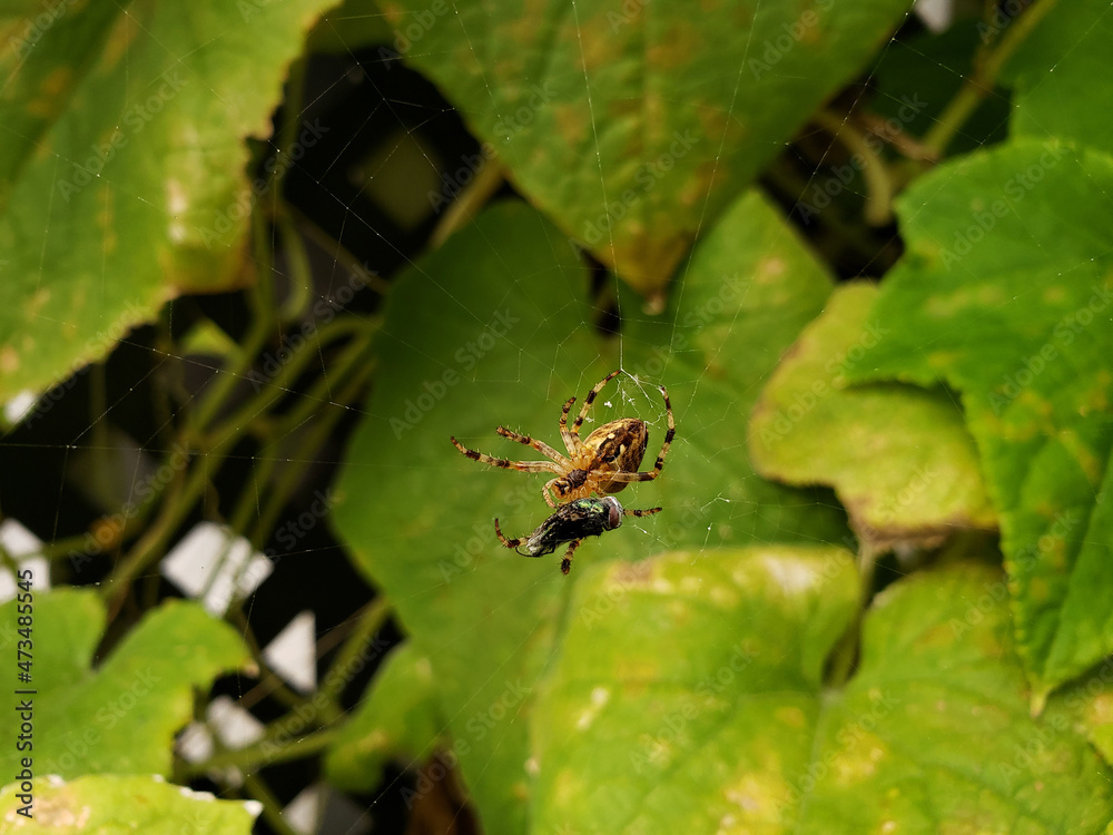 Fototapeta premium Araignée et sa proie