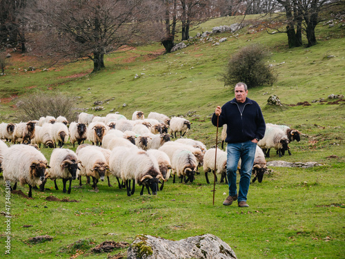 Serious male owner standing near sheep flock pasturing in nature photo