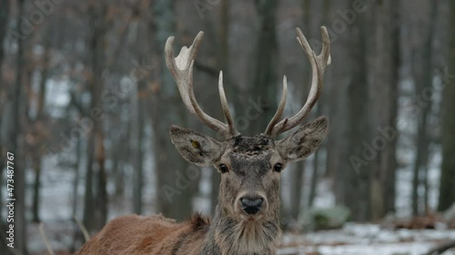 Wild Deer In The Woods Of Parc Omega in Montebello, Quebec Canada - close up shot photo