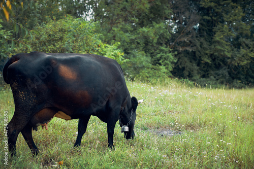 bull grazes in the meadow grass nature animal farm