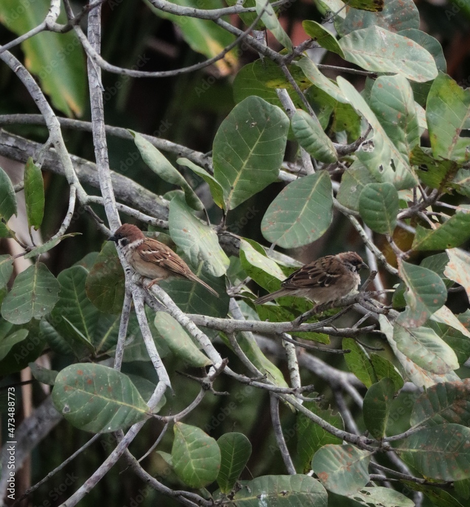 eurasian tree sparrow on cashew nut tree branch eurasian tree sparrow on cashew nut tree branch