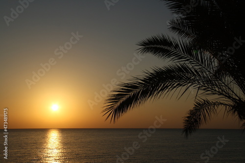 palm leaves, sea and sun