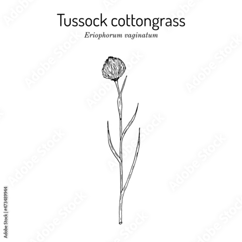 Tussock cottongrass Eriophorum vaginatum , medicinal plant