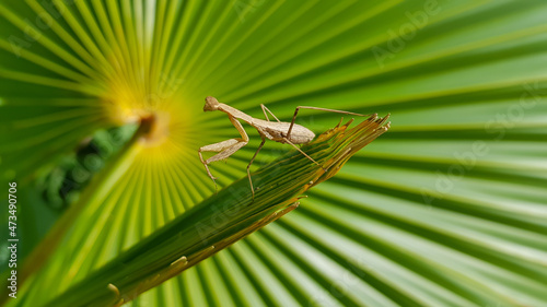 mantis on a palm leaf © Anderson