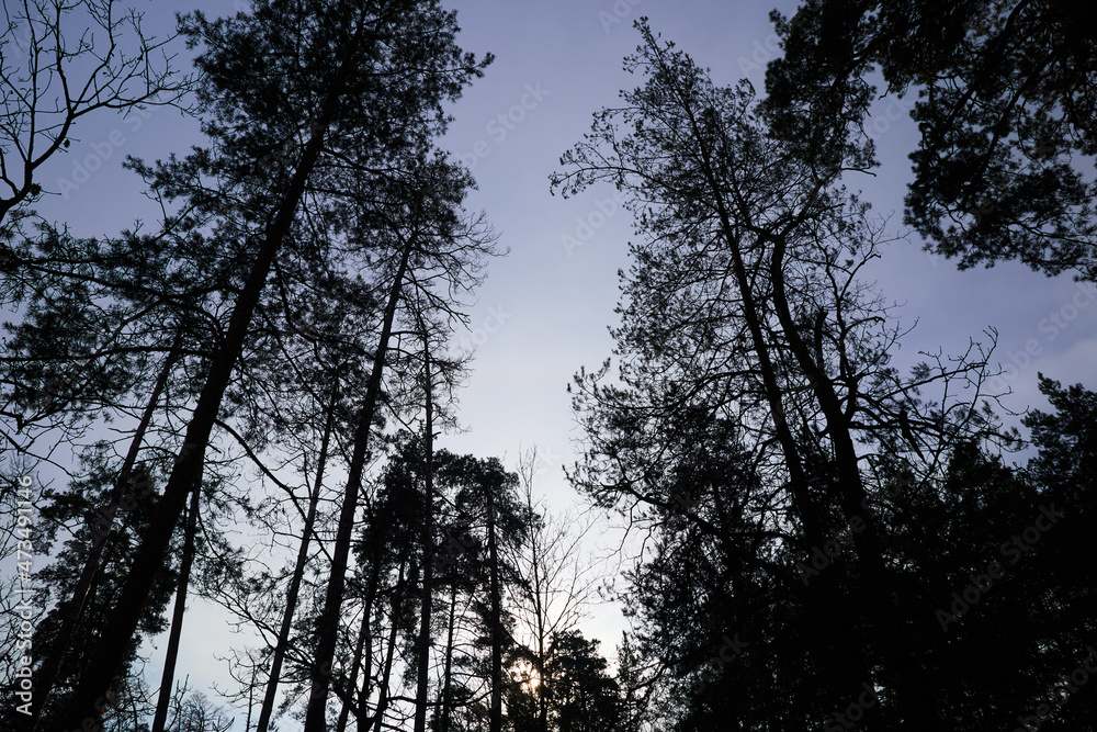 silhouette of a tree in the forest silhouette of a tree in the forest