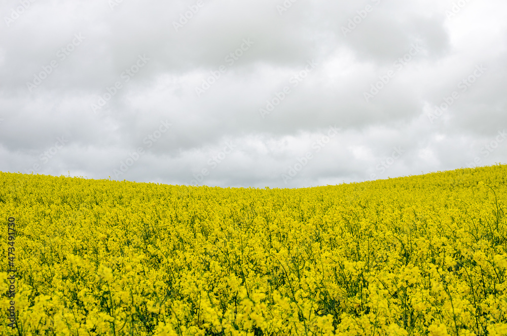 Blooming field of yellow rapeseed against a gray sky Blooming field of yellow rapeseed against a gray sky