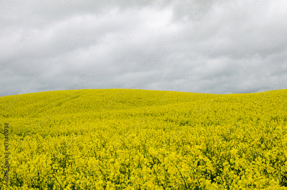 Blooming rapeseed growing in the hills on a cloudy day
