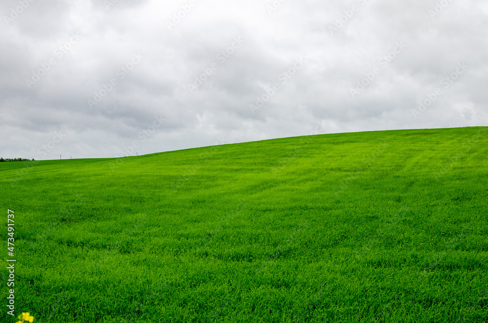 Young wheat growing in the hills in spring Young wheat growing in the hills in spring