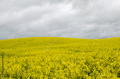 Blooming rapeseed growing in the hills on a cloudy day