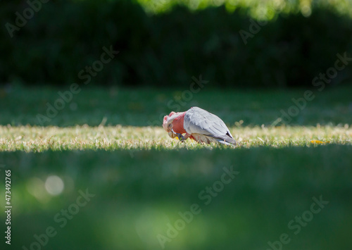 Australian pink and grey cockatoo bird called Galah, feeding on green grass outdoors