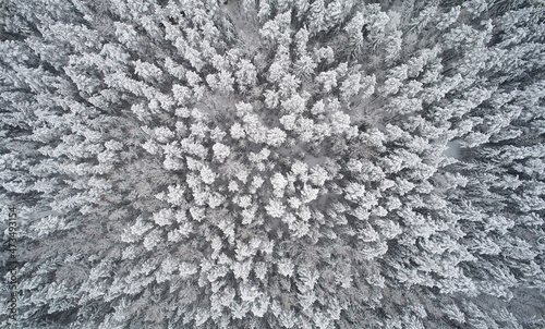 Deep winter forest background