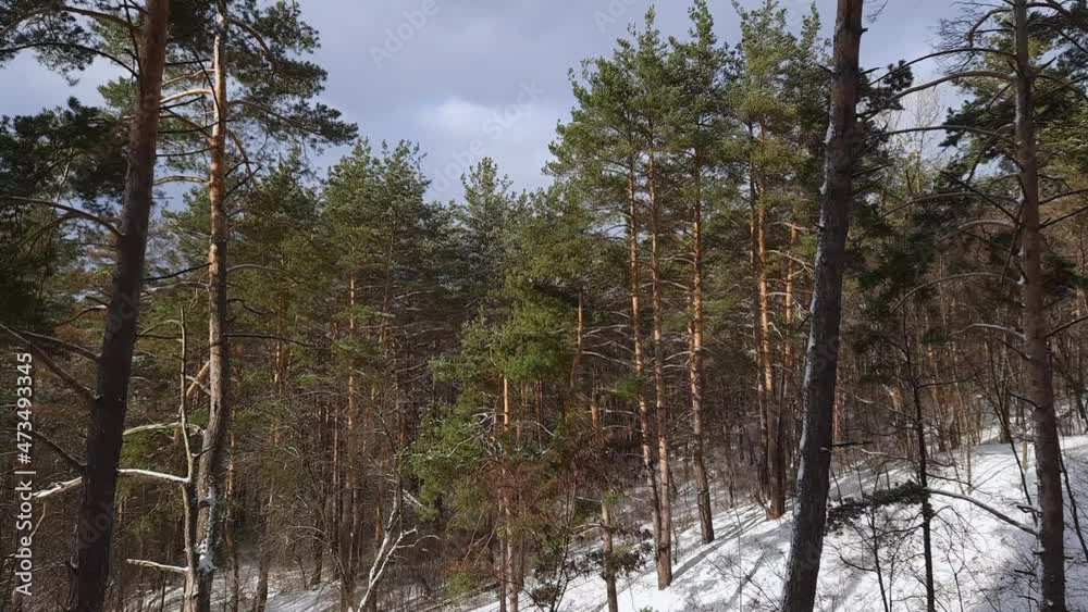 Hilly section of pine forest in winter sunny day Hilly section of pine forest in winter sunny day