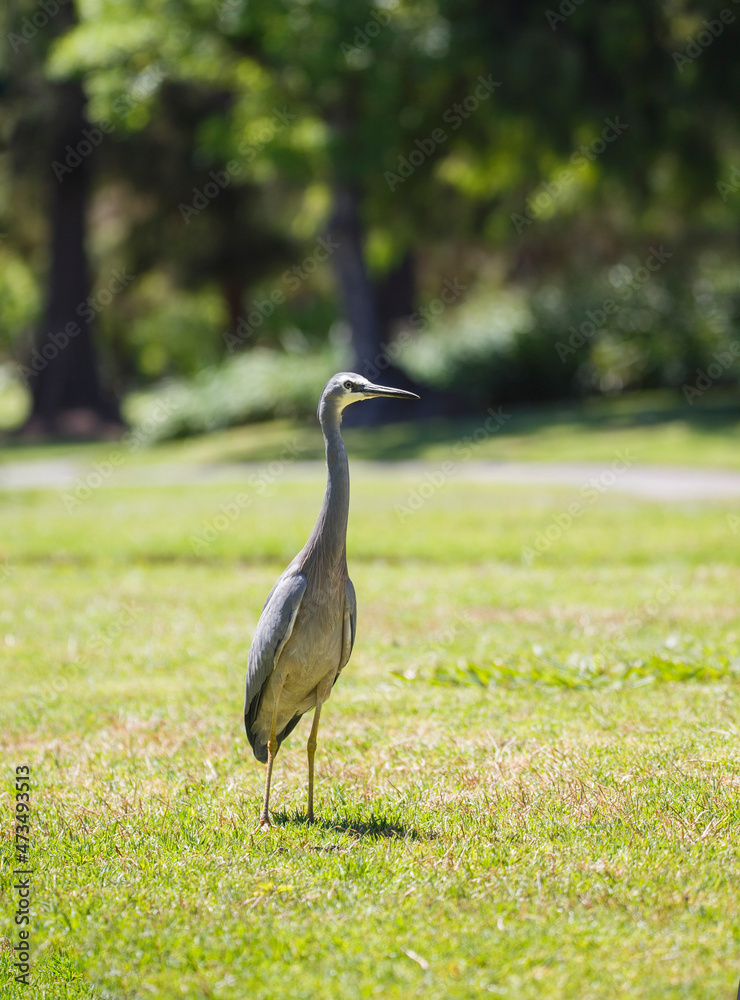 Fototapeta premium Australian white faced heron bird walking on green grass at a park in Adelaide, South Australia