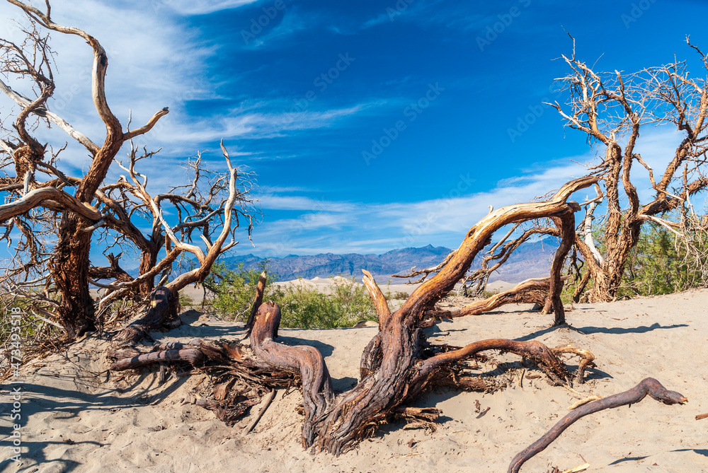 dead tree in the desert dead tree in the desert