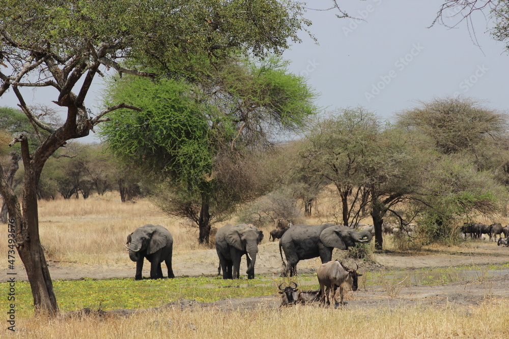 Elefant Elefant