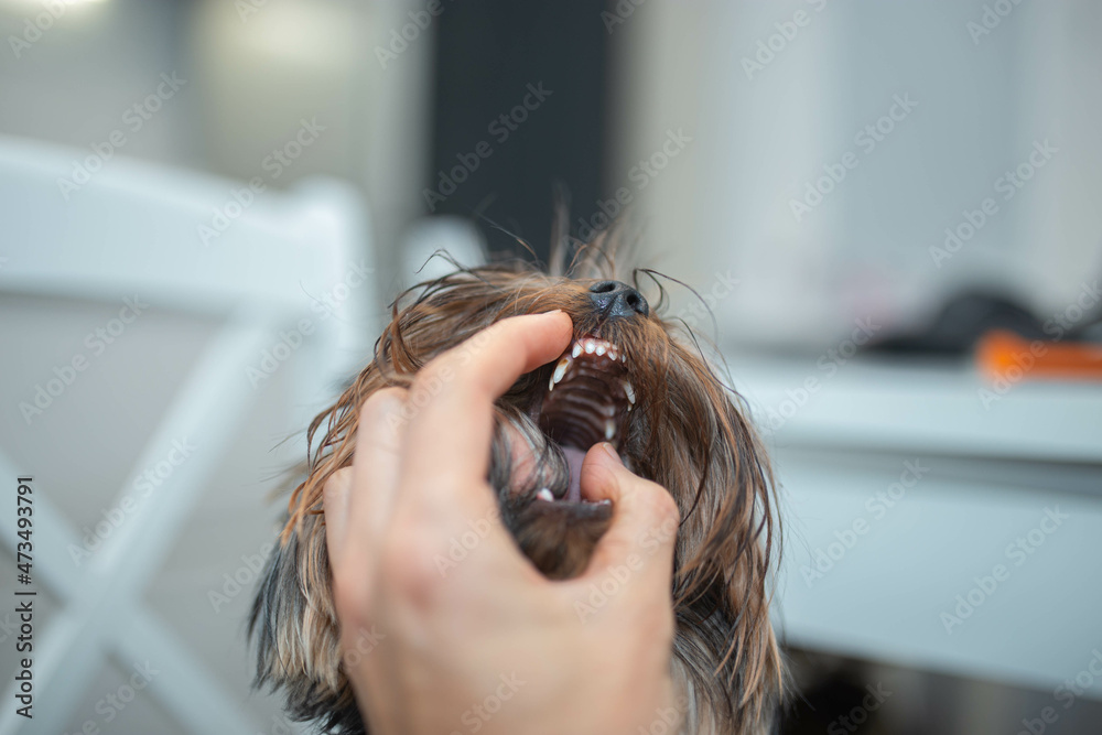 Naklejka premium double teeth in a small Yorkshire terrier dog, dental problems, retained milk teeth and new ones.