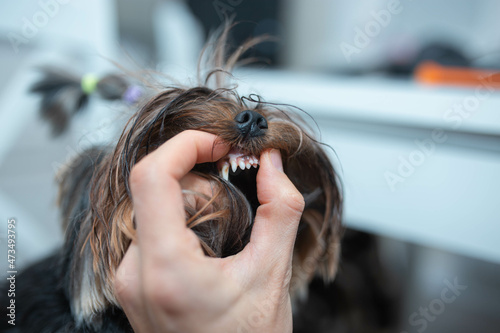 double teeth in a small Yorkshire terrier dog, dental problems, retained milk teeth and new ones.