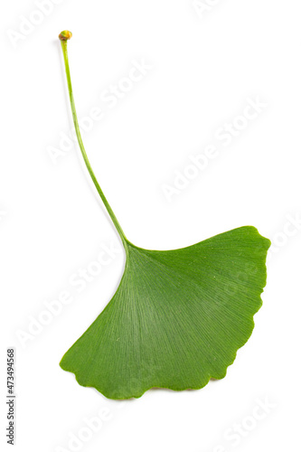 leaves of Ginkgo biloba isolated on white background.