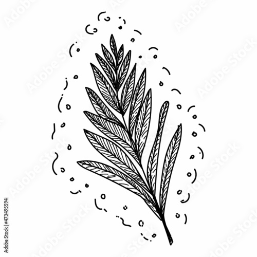 Palm Leaf. A hand-drawn leaf from a tropical plant. Doodle style sketch. Isolated vector illustration.