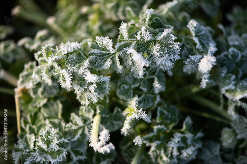 The first autumn frosts in the garden. Plants are frozen with morning frost.