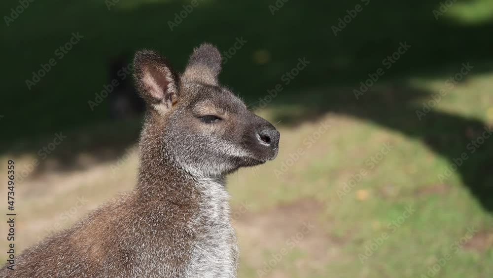 Adorable Portrait of Tasmanian Bennet's Wallaby in Czech Zoological Garden. Cute Head of Furry Macropus Rufogriseus. Adorable Portrait of Tasmanian Bennet's Wallaby in Czech Zoological Garden. Cute Head of Furry Macropus Rufogriseus.