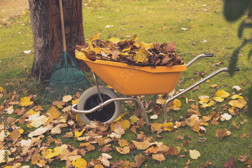 Photo wheelbarrow and rake for collecting leaves