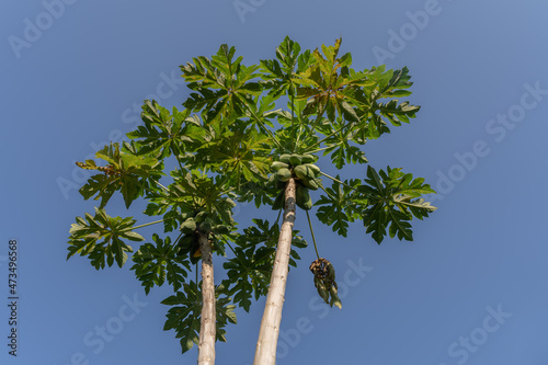Low angle view of papaya trees or carica papaya bearing fruit rich in vitamin C on blue sky background