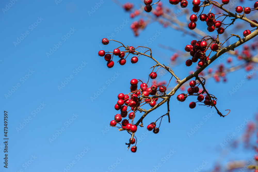 Red berries of hawthorn in winter.Crataegus monogyna, known as common hawthorn, oneseed hawthorn, or single-seeded hawthorn, is a species of flowering plant in the rose family Rosaceae.