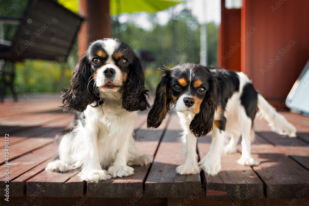 Portrait of two dogs - obrazy, fototapety, plakaty 