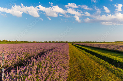 Lavender field in the Po Delta Natural Park