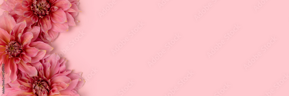Banner with dahlia flower texture on a pink pastel background with copyspace. Springtime frame. Tenderness romantic concept.