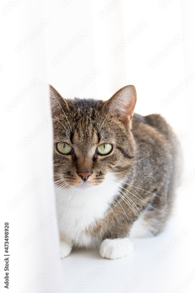 Obraz premium Portrait of gray shorthair domestic tabby cat in front of white background. Domestic animal. Selective focus.