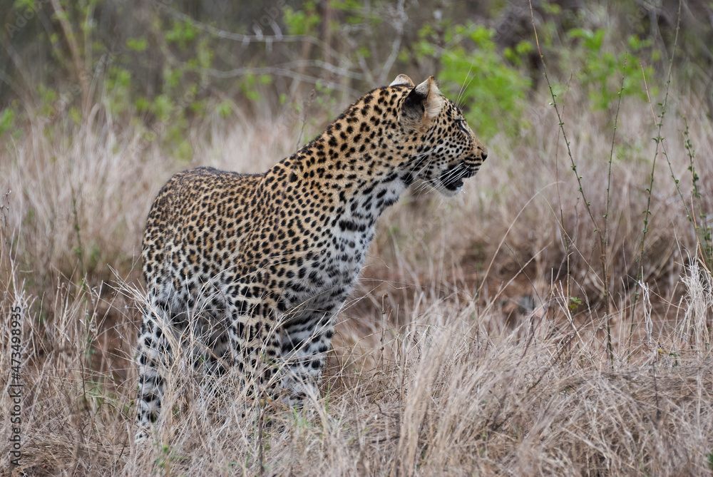 leopard, Panthera pardus, stalking through the dense african bush leopard, Panthera pardus, stalking through the dense african bush