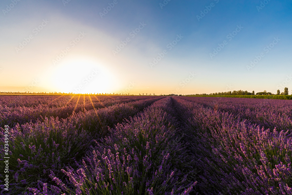 Lavender field in the Po Delta Natural Park