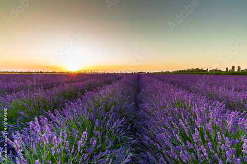 Lavender field in the Po Delta Natural Park © Maurizio Sartoretto