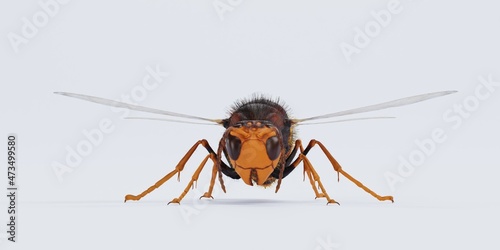 Realistic 3D Render of Asian Hornet photo