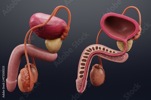 Schilderij op canvas Realistic 3D Render of Male Reproductive System