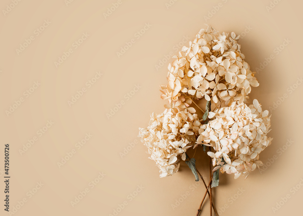 Dry hydrangea flowers beige background flat lay Dry hydrangea flowers beige background flat lay
