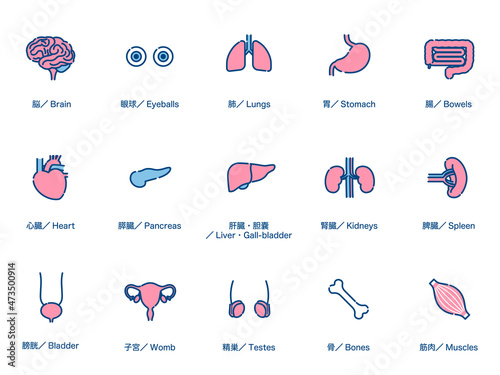 人間の内臓器官　アイコンセット　3色