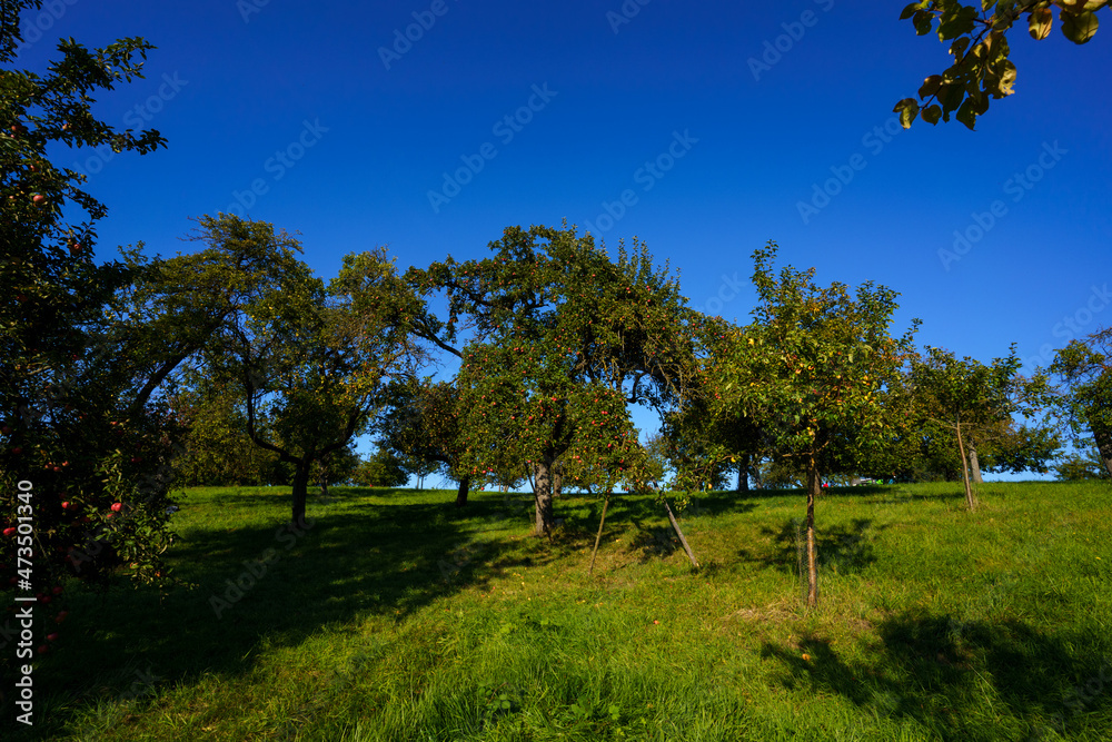 trees in the field trees in the field
