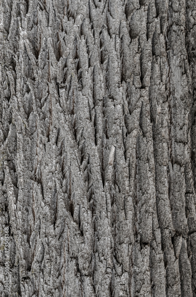 pear tree bark photo, tree bark texture, tree skin texture, old bark texture pear tree bark photo, tree bark texture, tree skin texture, old bark texture