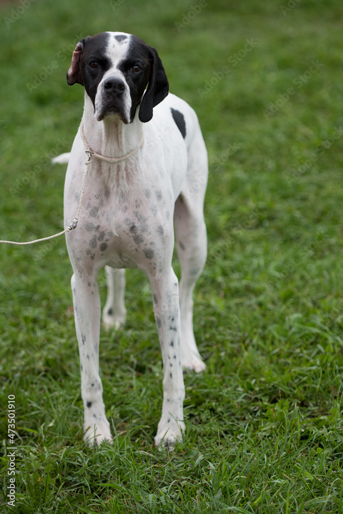 Black and White Pointer at a dog show