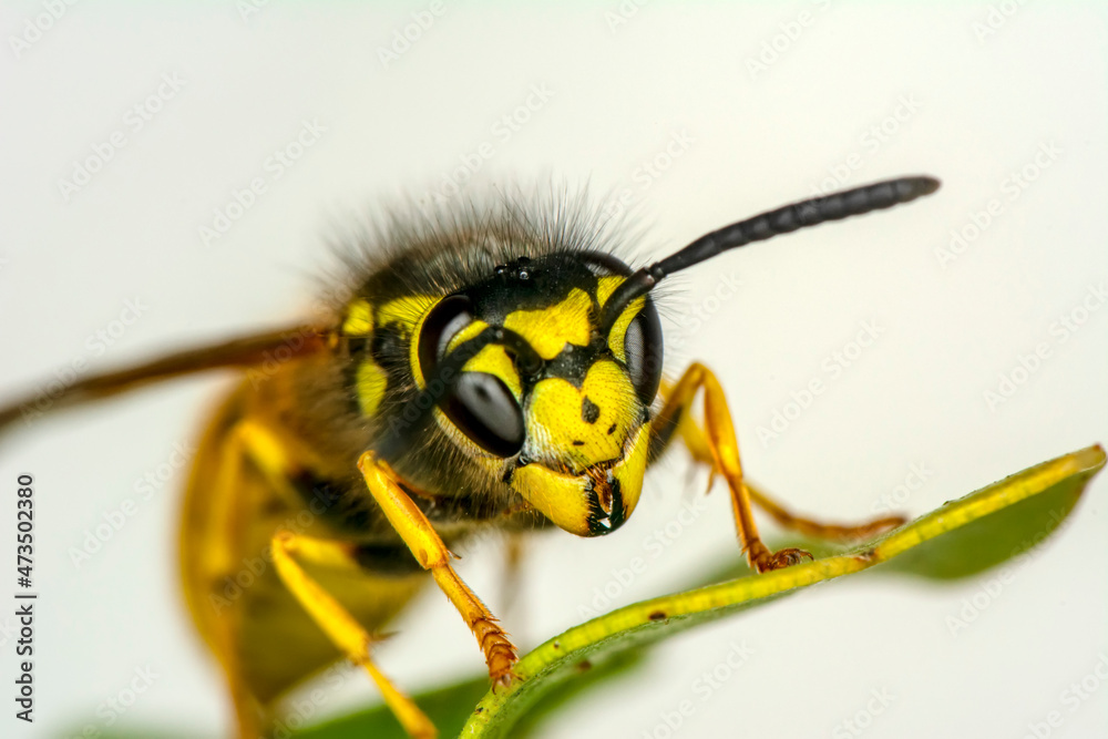 Fototapeta premium Close-up view of head of live European hornet (Vespa crabro)--the largest eusocial wasp native to Europe (4 cm) and the only true hornet found in North America, introduced there in the 1800s.