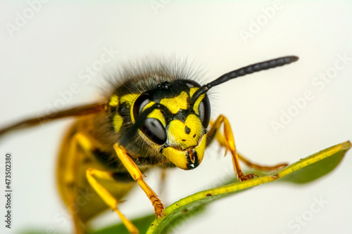 Close-up view of head of live European hornet (Vespa crabro)--the largest eusocial wasp native to Europe (4 cm) and the only true hornet found in North America, introduced there in the 1800s.