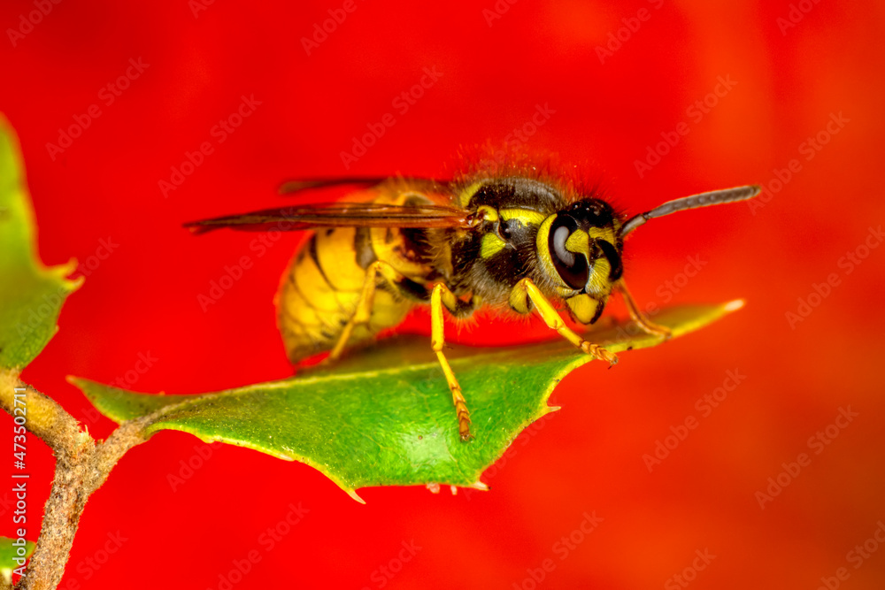Close-up view of head of live European hornet (Vespa crabro)--the largest eusocial wasp native to Europe (4 cm) and the only true hornet found in North America, introduced there in the 1800s. Close-up view of head of live European hornet (Vespa crabro)--the largest eusocial wasp native to Europe (4 cm) and the only true hornet found in North America, introduced there in the 1800s.