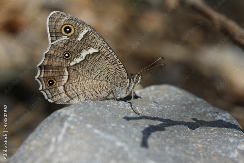 white-edged rock brown butterfly (Hipparchia parisatis) white-edged rock brown butterfly (Hipparchia parisatis)