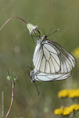 Black-veined White  (Aporia crataegi) buttterfly photo