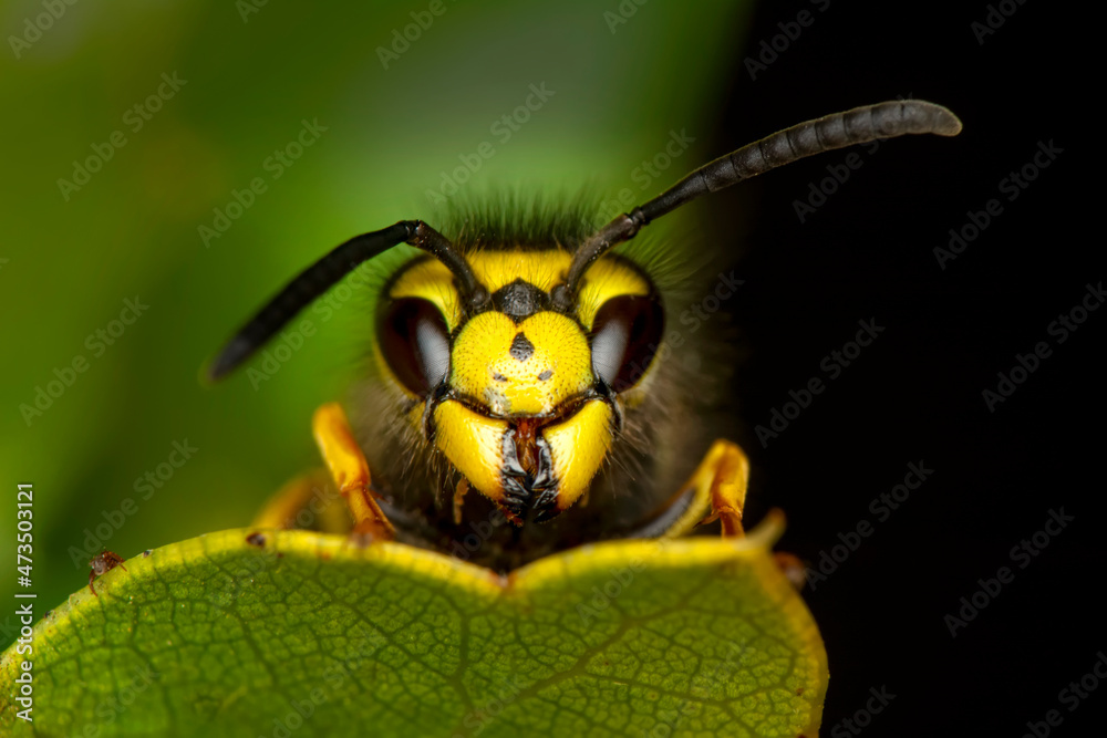 Close-up view of head of live European hornet (Vespa crabro)--the largest eusocial wasp native to Europe (4 cm) and the only true hornet found in North America, introduced there in the 1800s.