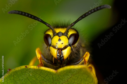 Close-up view of head of live European hornet (Vespa crabro)--the largest eusocial wasp native to Europe (4 cm) and the only true hornet found in North America, introduced there in the 1800s.